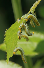 Tenthrèdes sur des feuilles de rosiers