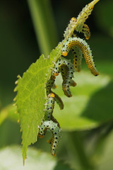 Tenthrèdes sur des feuilles de rosiers