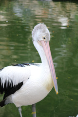 close up shoot of animal