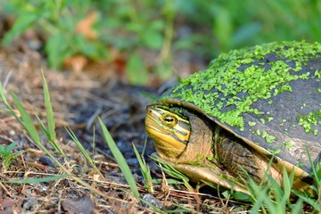 Close up a face of Asian box turtle walking in a green garden with many small water fern on a face and tortoiseshell
