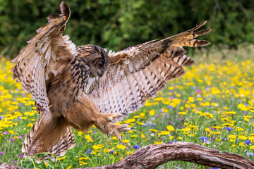 Eagle owl  (Bubo bubo)
