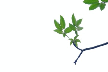 A twig of tropical tree leaves on white isolated background for green foliage backdrop 