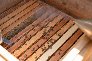 Beekeeper is working with bees and beehives on the apiary.