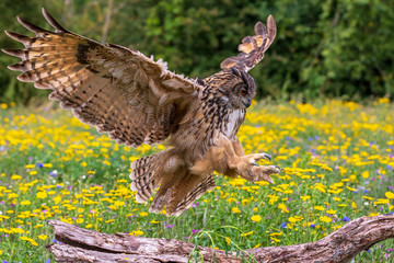 Eagle owl  (Bubo bubo)