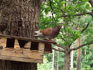 the pigeon is sitting on the bird feeder