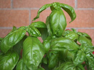 basil (Basilicum) plant