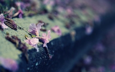 Falling pink flower on cement ground blur background