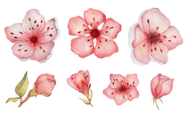 buds and Sakura flowers watercolor elements set