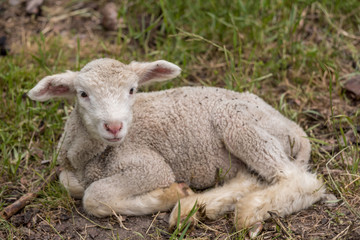 Naklejka na ściany i meble cute baby lamb in a field