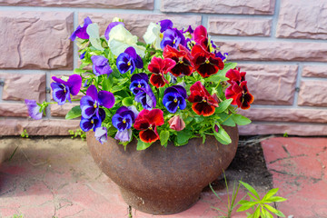 Violets "Pansy" in a cast-iron pot. Violet , or pansies, or viola is a herbaceous annual or biennial (occasionally perennial) plant common in Europe and temperate regions of Asia.