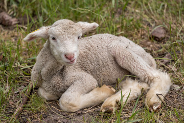 Naklejka na ściany i meble cute baby lamb 