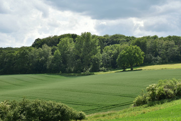 Wheat field in spring, beautiful landscape, green grass and blue sky. Germany.