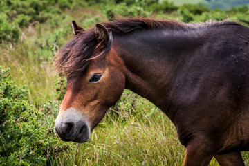 Exmoor pony