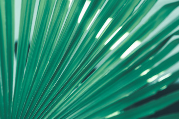 Fototapeta premium Creative nature layout made of tropical leaves and flowers. Flat lay. Summer concept.