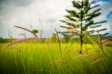 Beautiful golden grasses background with blue sky sun shine silhouette light 