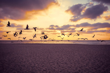 Fototapeta premium Sunset over the sea. Seagulls flying over the beach. Atlantic ocean in the evening. Porto, Portugal, Europe