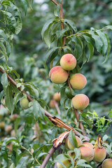 Ripe peaches hanging on the tree in the orchard.