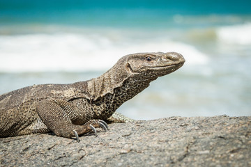 Wild varan on the rocks by the ocean