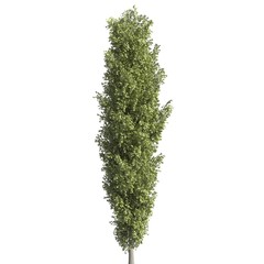 Tree 3d illustration isolated on the white background