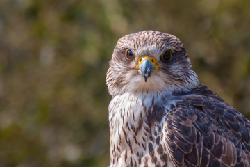  The Saker Falcon, Saker or Greater Hawk (Falco cherrug) is a large hawk of the steppes and woodland steppes of Eastern Europe and Central Asia.