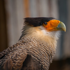  The Falconidae (Falconidae) are an almost worldwide occurring family and order (Falconiformes) of medium-sized birds