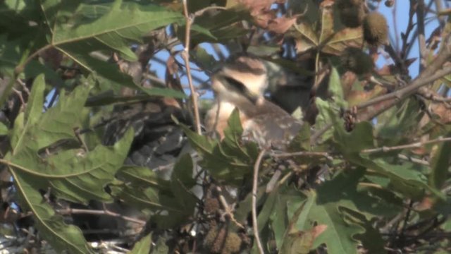 Black winged chick in nest, hula valley Israel