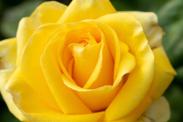 Rose yellow pastel beautiful colorful close up soft focus