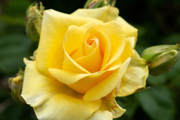 Rose yellow pastel beautiful colorful close up soft focus