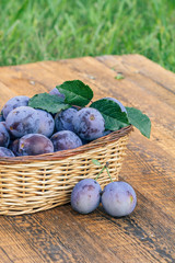 Just picked plums in the wicker baskets on old wooden boards
