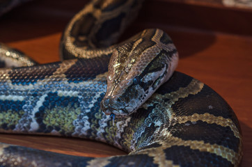 Exotic python. Snake, boa.