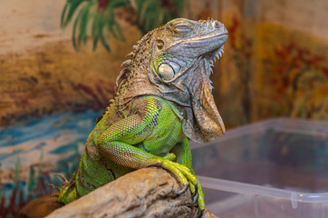 Exotic green iguana is sleeping