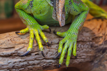 Paws of an iguana with large claws