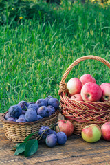 Just picked plums and apples in wicker baskets on old wooden boards