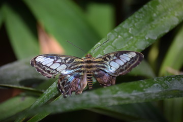 Schmetterling Nahaufnahme