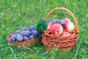 Just picked plums and apples in wicker baskets on green grass