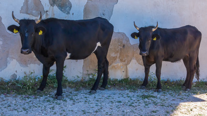 Zwei K&uuml;he suchen Schutz vor der Mittagssonne vor einer gefleckten  Hauswand