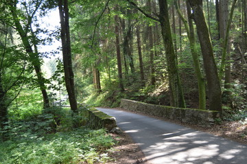 Obraz premium Wegbiegung im Wald