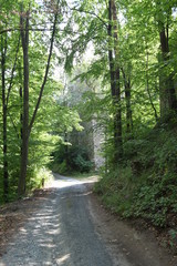 Fototapeta premium Waldweg