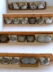 Kolonie mit Schwalbennestern an einer Hauswand