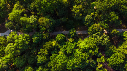 Public Path in Park at Summer, Aerial Drone View