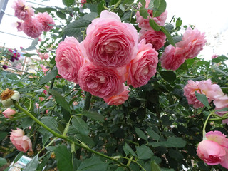 薔薇の花の写真 rose