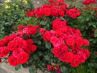 薔薇の花の写真 rose