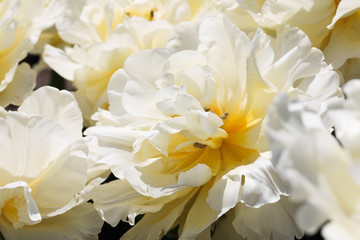 Obraz premium Beautiful bouquet of tulips nature background.