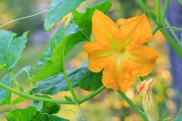 Zucchini plant and flower. Young vegetable marrow growing on bush