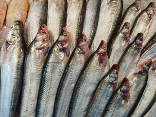 Obraz premium fresh fish in market.