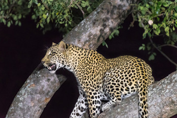Leopard, Panthera pardus, in a tree