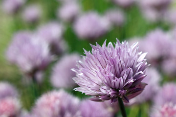 Fototapeta premium purple flowers allium in the garden close-up. beautiful and delicious