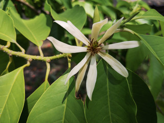 White Champaka Flowers and Green Leaves in the garden.Selective focus White Champaka flower. (Michelia alba DC.)