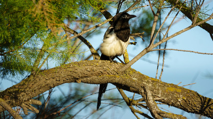 Eurasian Magpie Pica Pica Cadiz Spain