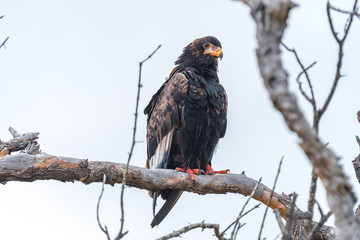 Bateleur, Terathopius ecaudatus, on a dead tree